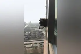 二哈每天都得这么爬窗户往下看咋的，你的江山每天都得看着啊视频封面