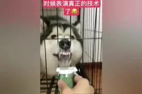 传说中的狗喝水，你喜欢吗视频封面