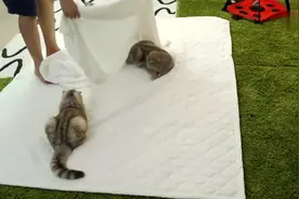 主人和猫咪睡一个房间，视频拍下猫咪一晚是怎么过的，好温馨