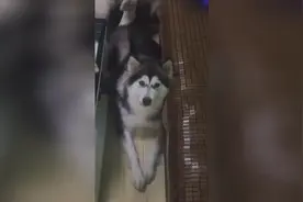 老岳父 三只狗比赛谁起的最快，酒鬼：看什么看！ZZ！视频封面