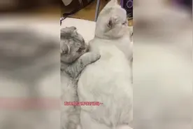 来教你说河南话啦，进来看完学会没？