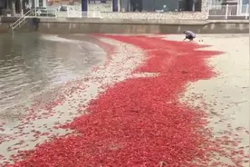 澳洲小龙虾泛滥成灾，网友：中国出动两个旅行团就可以解决视频封面