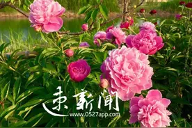 美了！泗洪洪泽湖湿地万株芍药花开了 约上三五好友赏花去图片