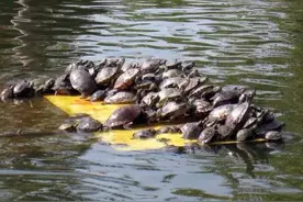 你以为把乌龟放生在这里是行善，事实上。。。图片