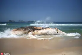 巴西里约海滩现巨鲸尸体 体重达30吨图片