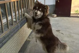 我在做饭它在偷看，馋狗！图片