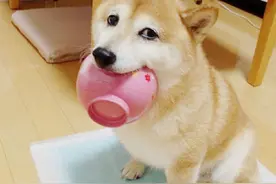 当狗狗叼着饭盆来找你，意思可能就是 “铲屎官给我加一顿吧！图片