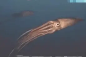 最怪异的动物鱿鱼，竟用精液在雌性身上挖洞繁衍后代图片