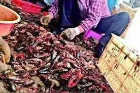 放心吃吧，那不是死虾，只不过是脑死亡...图片