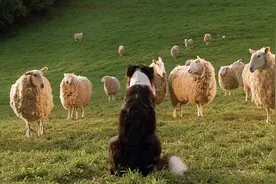 智商极高的牧羊犬最擅长的竟是赶羊，原因到底是什么图片