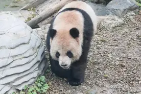 上海动物园熊族战斗力无责任排名图片