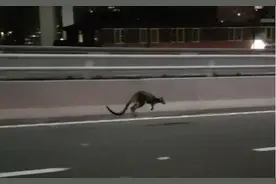 悉尼网红小袋鼠重返自然 曾蹦跶上海港大桥引轰动图片