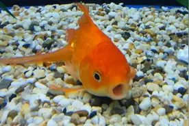 鱼为什么在水里要一直张嘴闭嘴