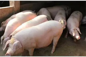 养猪喂大蒜？听起来不现实，但用起来还真是管用图片