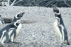 两只为爱而战的企鹅 丈夫出海回归发现妻子另有新欢 无法挽回的爱