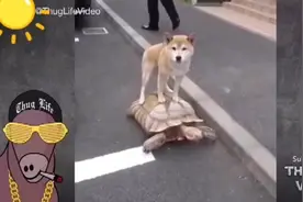 骑乌龟逛大街不仅是网名哦视频封面