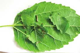 苏州人把蚕宝宝当作新宠 5块钱只能买10来片桑叶图片