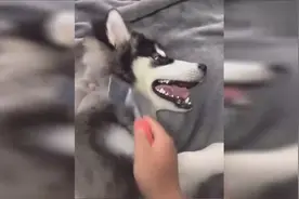 看到没阿拉斯加是最听话的狗，你旁边的锤子暴露了！