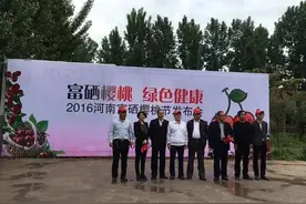 樱桃红啦！五一郑州周边最全樱桃采摘攻略！图片