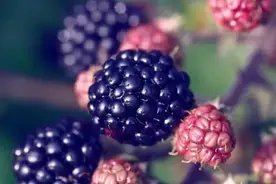 好耍 | 成都最好耍的5个桑葚采摘地，再不来就等明年了！图片