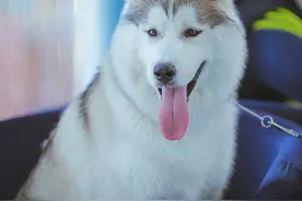 哈士奇养成记之建国后成了精，可如何是好？ 篇一：幼犬的挑选、疫苗以及定点大小便等平时注意事项图片