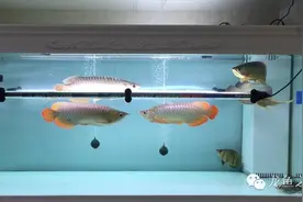 大白缸金红混养，该来的还是来了图片