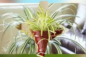 吊兰的七大种类欣赏，养护的各种问题