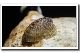 水族百科鲍鱼螺养殖技巧图片