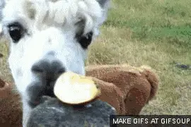 每天教你新姿势羊驼你爱吗？图片