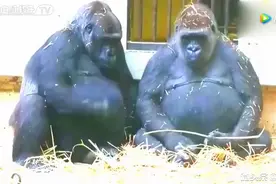 母猩猩生气，公猩猩一个劲哄她，很多男生都会自愧不如吧视频封面