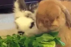 萌宠搞笑图第148波:猫咪偷吃辣椒被辣哭了！眼泪汪汪图片