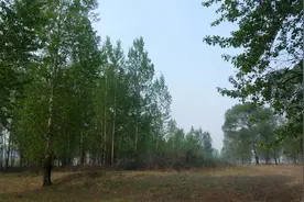吃 凉拌杨树叶子 回忆儿时的艰苦岁月图片
