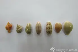 这些贝壳虽美 别让它们随意入境！图片
