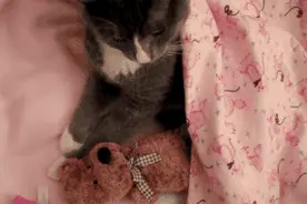 不要打扰我，我要和我的老婆睡觉了图片