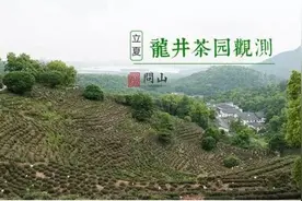 立夏 | 春茶季结束，据说龙井茶园出来个“鸡爪枝”！图片