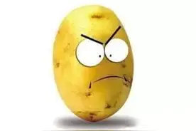 6月之后马铃薯价格可能出现暴跌，主产区种植热情依旧高涨图片