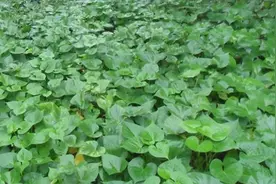 红苕尖这种东西，不一定在地里种！客厅里种的炒了照样美味！图片