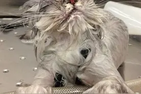 动物洗澡前后萌态大对比图片