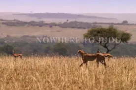 猎豹追捕小羚羊，小羚羊玩命奔跑，竟然跑过豹的速度，躲过一劫图片