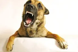 狗狗狂叫不止，简单三招，让您轻松止住狗狗狂叫图片