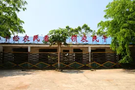 这里的鸡是黑的，蛋是绿的图片