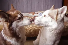 15种动物温馨的亲吻画面，你现在还不相信爱情？图片