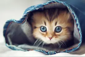 给猫咪穿衣服到底对不对呢？图片