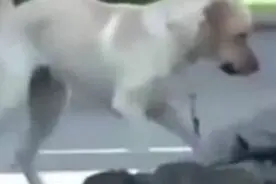 主人大街上突然倒下，狗狗的反应感动了所有人的心图片