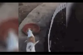 可怜的狗妈妈咬着死去的孩子，独自找地方埋葬，看着心里难受图片