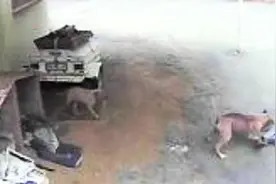 监控：小偷翻墙盗窃，被三只狗追赶！图片