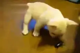 好奇小奶狗被虫子咬，狗妈妈勇救宝宝令人感动图片