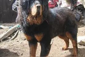 青龙犬：藏獒和蒙古牧羊犬杂交而成的中国第一肉狗品牌图片