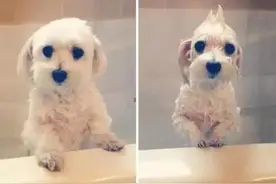 宠物洗澡前后对比图片