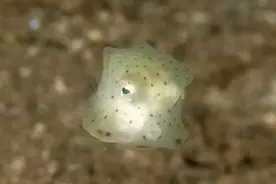 这些透明的海底生物你见过吗？图片